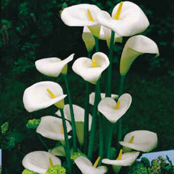Calla aethiopica
